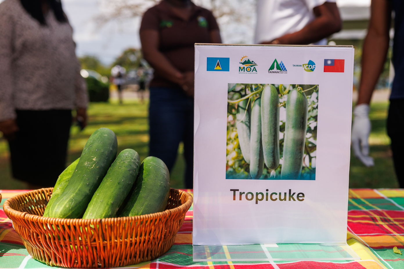 cucumber taste testing